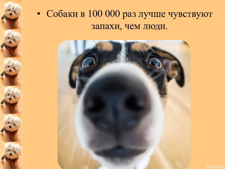 Собаки в 100 000 раз лучше чувствуют запахи, чем люди.
