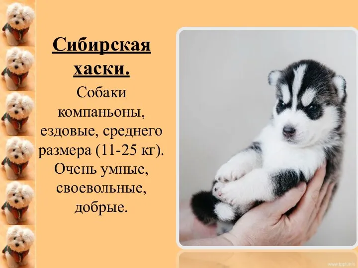 Сибирская хаски. Собаки компаньоны, ездовые, среднего размера (11-25 кг). Очень умные, своевольные, добрые.