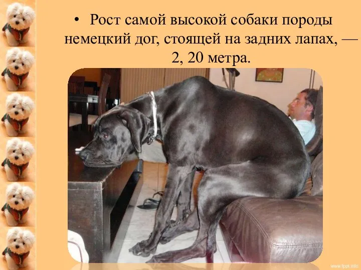 Рост самой высокой собаки породы немецкий дог, стоящей на задних лапах, — 2, 20 метра.