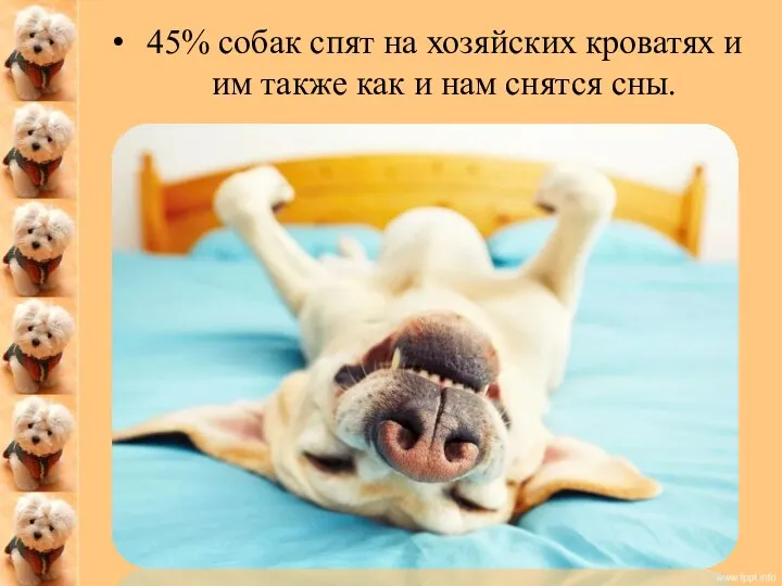 45% собак спят на хозяйских кроватях и им также как и нам снятся сны.