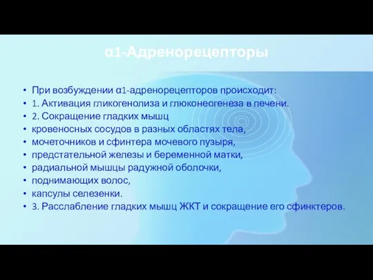 α1-Адренорецепторы При возбуждении α1-адренорецепторов происходит: 1. Активация гликогенолиза и глюконеогенеза в печени.