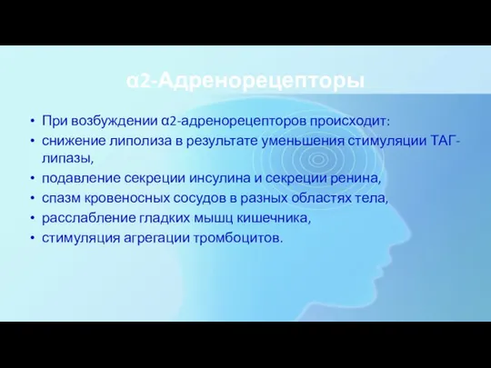 α2-Адренорецепторы При возбуждении α2-адренорецепторов происходит: снижение липолиза в результате уменьшения стимуляции ТАГ-липазы,