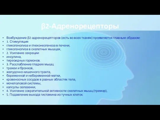 β2-Адренорецепторы Возбуждение β2-адренорецепторов (есть во всех тканях) проявляется главным образом: 1. Стимуляция