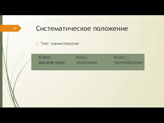 Систематическое положение Тип: членистоногие