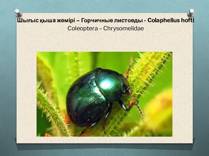 Шығыс қыша жемірі – Горчичные листоеды - Colaphellus hofti Coleoptera – Chrysomelidae