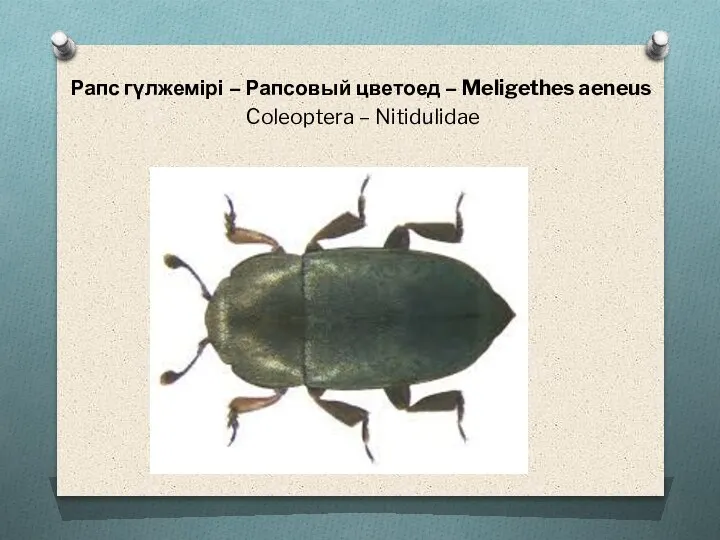 Рапс гүлжемірі – Рапсовый цветоед – Meligethes aeneus Coleoptera – Nitidulidae