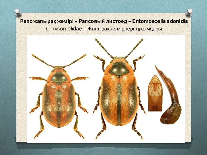 Рапс жапырақ жемірі – Рапсовый листоед – Entomoscelis adonidis Chrysomelidae – Жапырақ жемірлері тұқымдасы