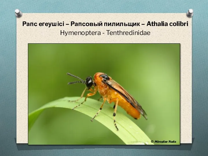 Рапс егеушісі – Рапсовый пилильщик – Athalia colibri Hymenoptera - Tenthredinidae