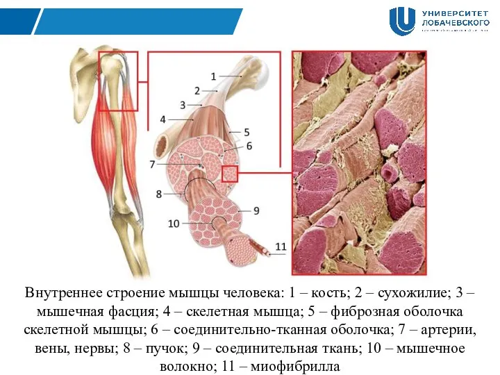 Внутреннее строение мышцы человека: 1 – кость; 2 – сухожилие; 3 –
