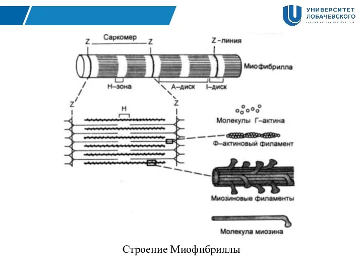 Строение Миофибриллы