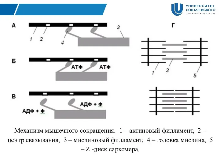 Механизм мышечного сокращения. 1 – актиновый филламент, 2 – центр связывания, 3