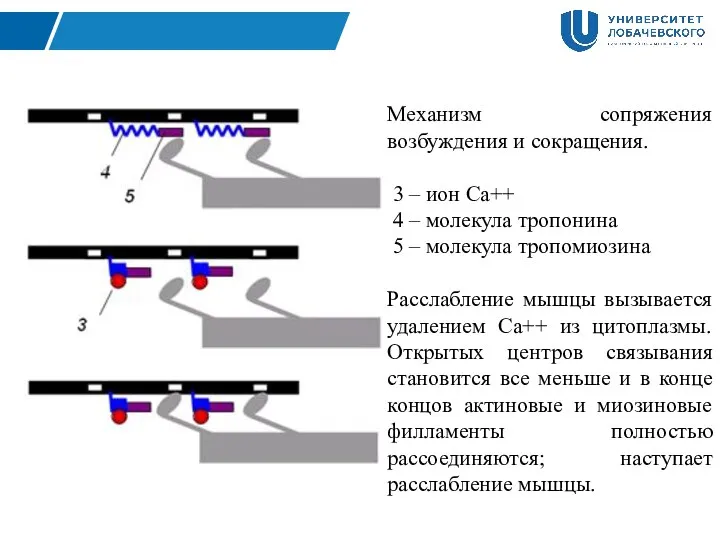 Механизм сопряжения возбуждения и сокращения. 3 – ион Са++ 4 – молекула