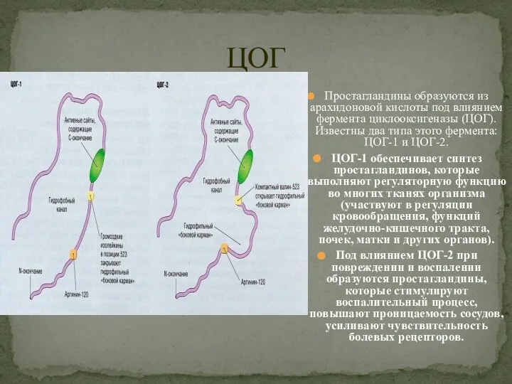 Простагландины образуются из арахидоновой кислоты под влиянием фермента циклооксигеназы (ЦОГ). Известны два