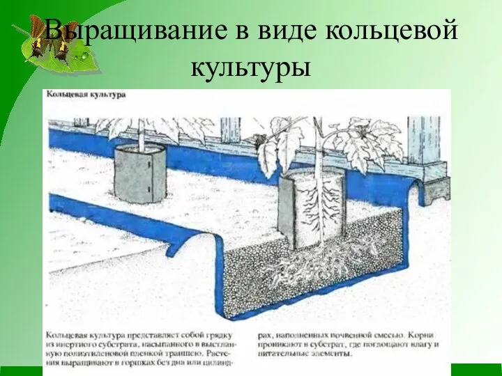 Выращивание в виде кольцевой культуры