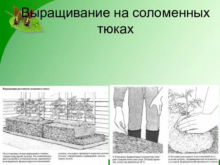 Выращивание на соломенных тюках