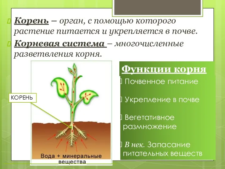 Корень – орган, с помощью которого растение питается и укрепляется в почве.