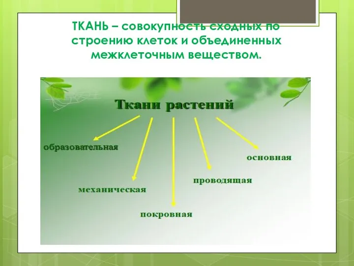 ТКАНЬ – совокупность сходных по строению клеток и объединенных межклеточным веществом.