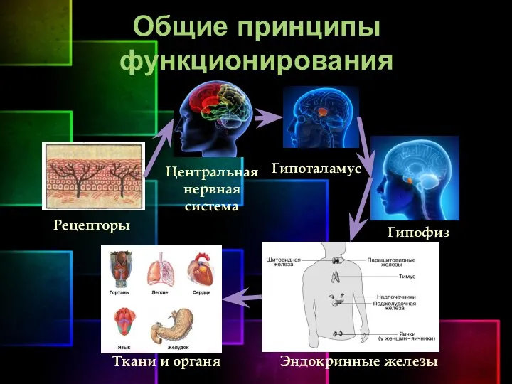 Общие принципы функционирования