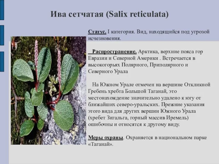 Ива сетчатая (Salix reticulata) Статус. I категория. Вид, находящийся под угрозой исчезновения.