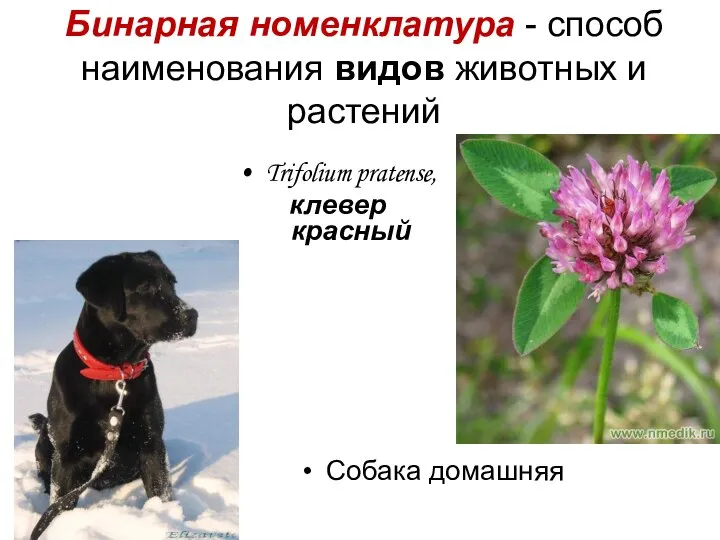 Trifolium pratense, клевер красный Собака домашняя Бинарная номенклатура - способ наименования видов животных и растений