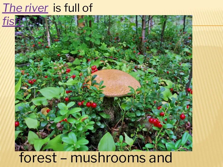 forest – mushrooms and berries The river is full of fish