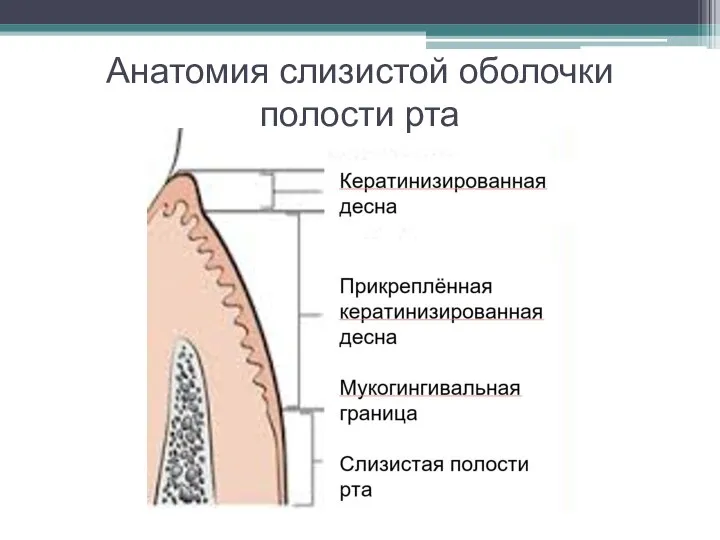 Анатомия слизистой оболочки полости рта
