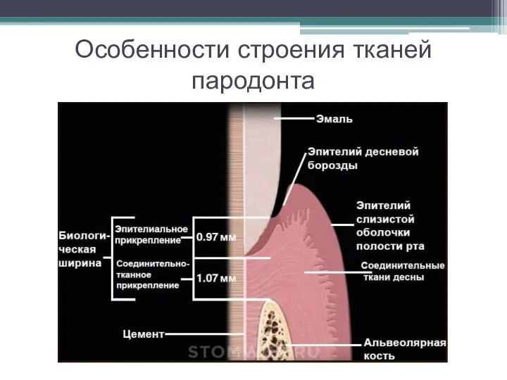 Особенности строения тканей пародонта