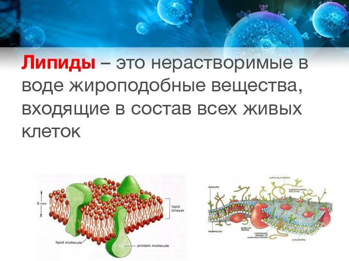 Липиды – это нерастворимые в воде жироподобные вещества, входящие в состав всех живых клеток