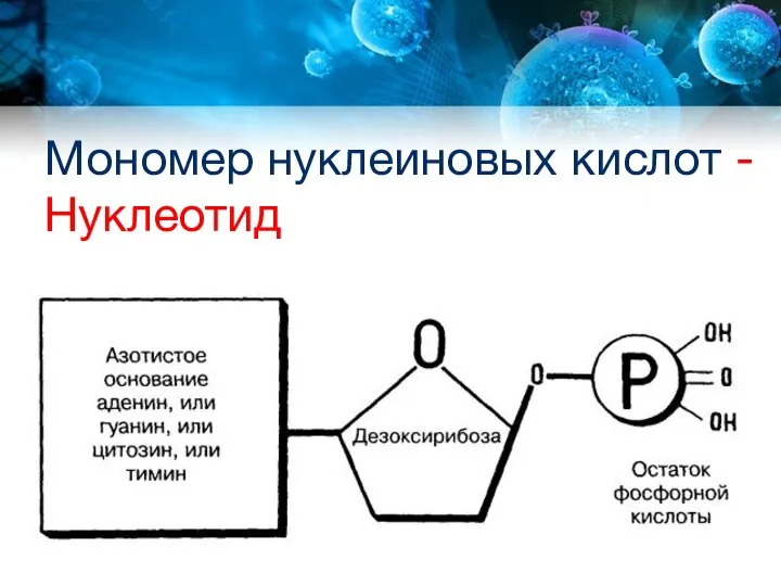 Мономер нуклеиновых кислот - Нуклеотид