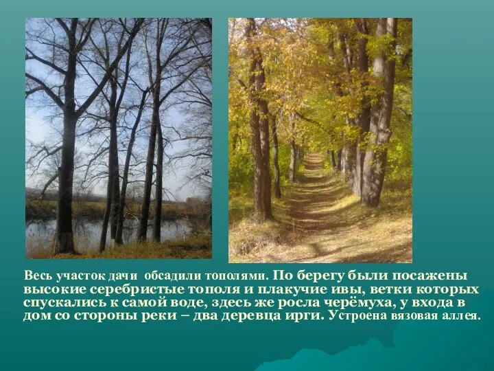 Весь участок дачи обсадили тополями. По берегу были посажены высокие серебристые тополя