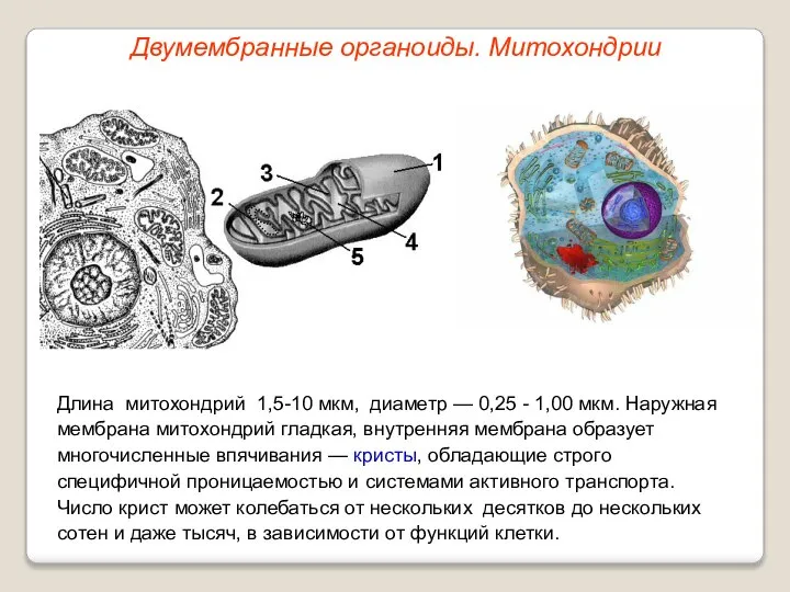 Длина митохондрий 1,5-10 мкм, диаметр — 0,25 - 1,00 мкм. Наружная мембрана