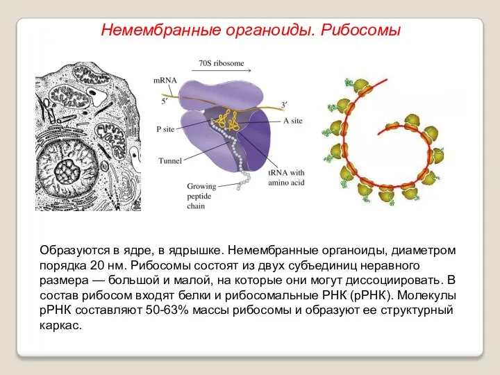 Образуются в ядре, в ядрышке. Немембранные органоиды, диаметром порядка 20 нм. Рибосомы