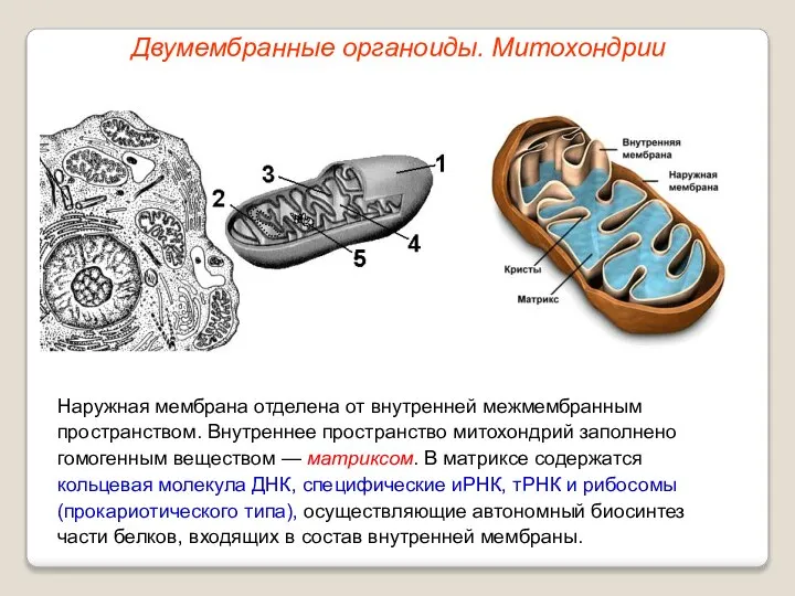 Наружная мембрана отделена от внутренней межмембранным пространством. Внутреннее пространство митохондрий заполнено гомогенным