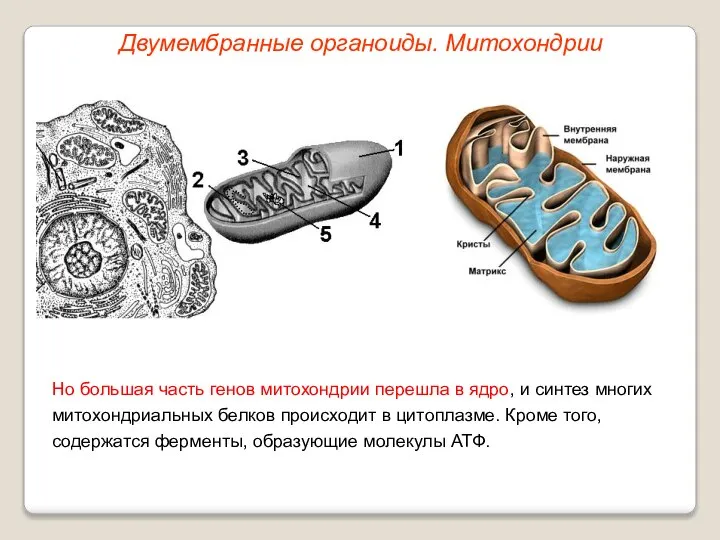 Но большая часть генов митохондрии перешла в ядро, и синтез многих митохондриальных