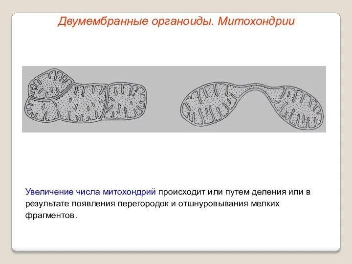 Увеличение числа митохондрий происходит или путем деления или в результате появления перегородок
