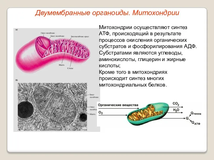 Митохондрии осуществляют синтез АТФ, происходящий в результате процессов окисления органических субстратов и