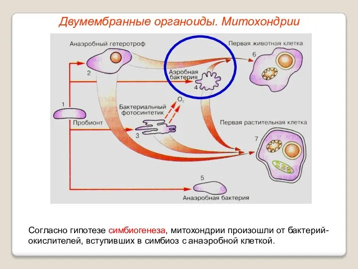 Двумембранные органоиды. Митохондрии Согласно гипотезе симбиогенеза, митохондрии произошли от бактерий-окислителей, вступивших в симбиоз с анаэробной клеткой.