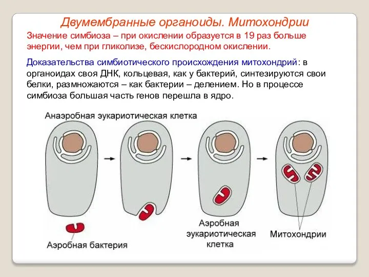 Значение симбиоза – при окислении образуется в 19 раз больше энергии, чем