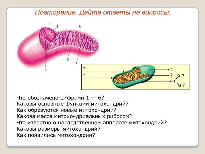 Что обозначено цифрами 1 — 6? Каковы основные функции митохондрий? Как образуются