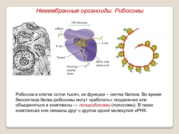 Рибосом в клетке сотни тысяч, их функции – синтез белков. Во время