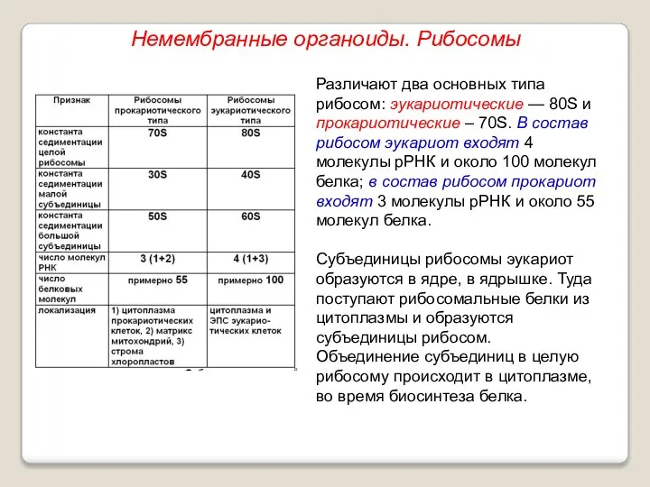 Немембранные органоиды. Рибосомы Различают два основных типа рибосом: эукариотические — 80S и