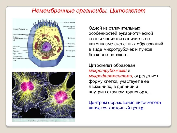 Одной из отличительных особенностей эукариотической клетки является наличие в ее цитоплазме скелетных