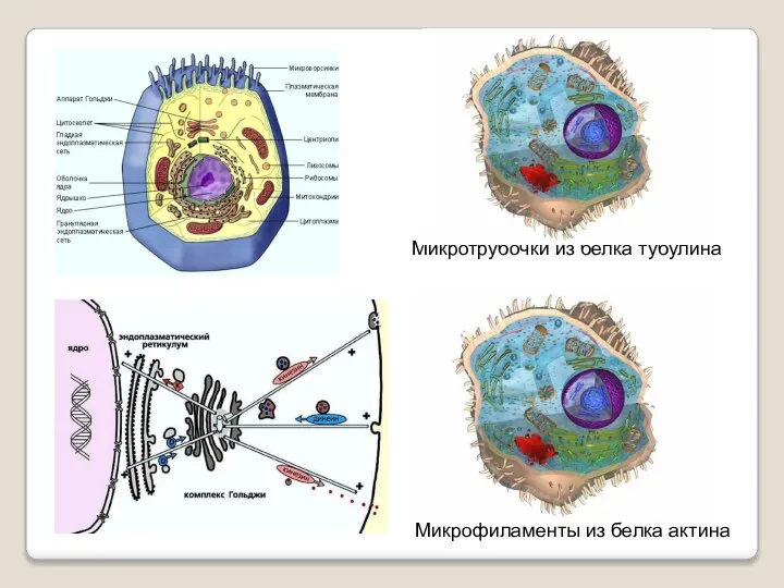 Микротрубочки из белка тубулина Микрофиламенты из белка актина