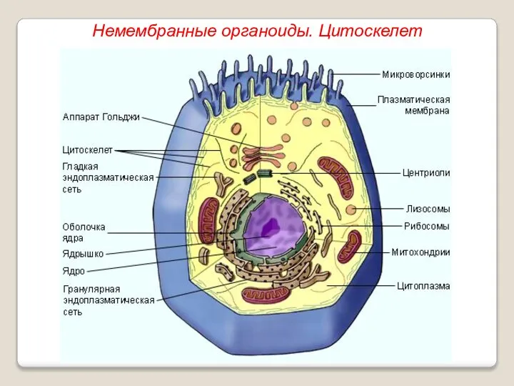 Немембранные органоиды. Цитоскелет