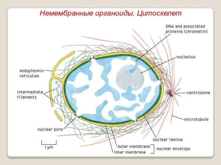 Немембранные органоиды. Цитоскелет