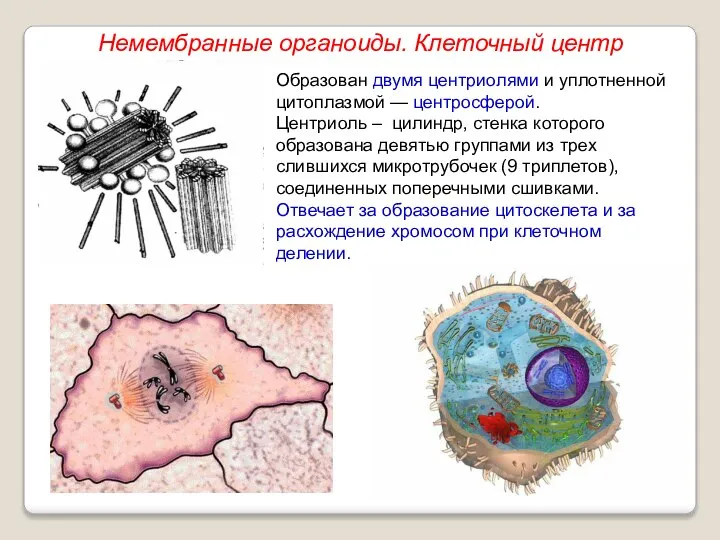 Образован двумя центриолями и уплотненной цитоплазмой — центросферой. Центриоль – цилиндр, стенка