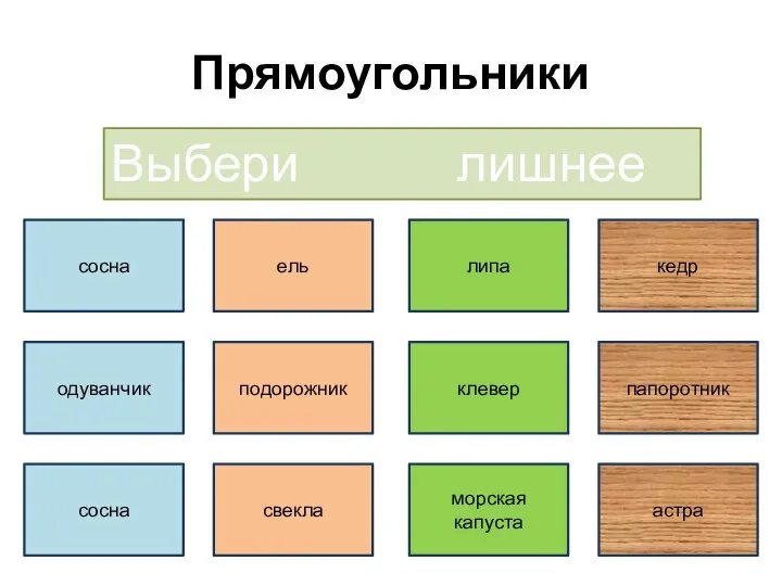 Прямоугольники Выбери лишнее название сосна кедр ель липа одуванчик подорожник клевер папоротник