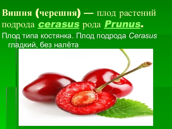 Вишня (черешня) — плод растений подрода cerasus рода Prunus. Плод типа костянка.