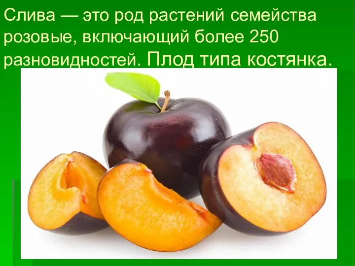 Слива — это род растений семейства розовые, включающий более 250 разновидностей. Плод типа костянка.