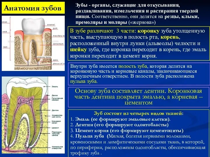 Анатомия зубов В зубе различают 3 части: коронку зуба утолщенную часть, выступающую